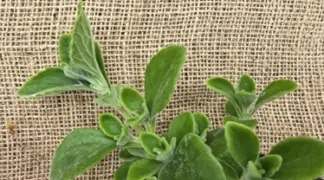 Coleus amboinicus | Puerto rico Oregano Bio-Pflanze