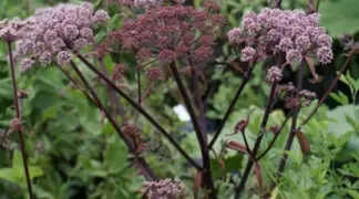 Angelica sylvestris 'Vicar's Mead' | Puprpur-Engelwurz Bio-Pflanze