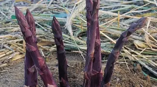 Asparagus officinalis 'Violetto' | Purpur-Spargel Bio-Pflanze