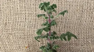 Coleus venteri | Rosen-Weihrauch Bio-Pflanze