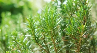 Rosmarinus officinalis | Rosmarin Bio-Pflanze