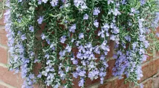 Rosmarinus officinalis 'Foxtail' | Rosmarin Foxtail Bio-Pflanze