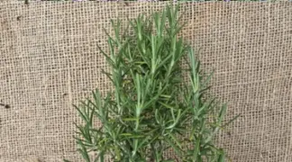 Rosmarin officinalis | Rosmarin Veitshöchheim Bio-Pflanze