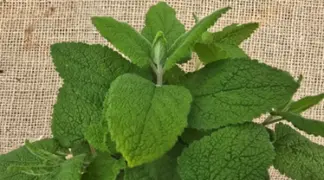 Teucrium scorodonia | Salbei-Gamander Bio-Pflanze