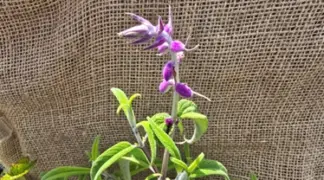 Salvia leucantha | Samt-Salbei Bio-Pflanze