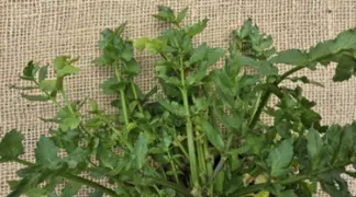 Apium nodiflorum | Sedanina Bio-Pflanze