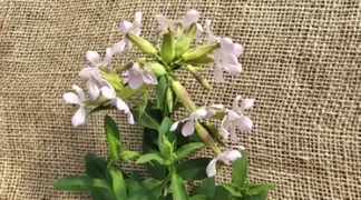 Saponaria officinalis | Seifenkraut Bio-Pflanze