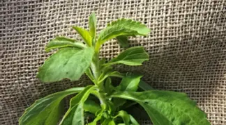 Stevia rebaudiana bertoni | Stevia Bio-Pflanze