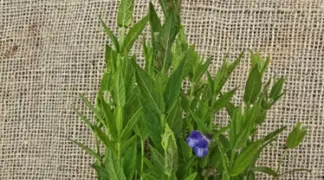 Scutellaria galericulata | Sumpf Helmkraut Bio-Pflanze