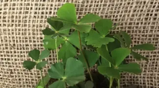Marsilea minuta | Sushni Bio-Pflanze