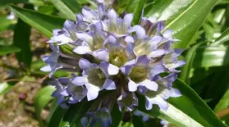 Gentiana tibetica | Tibetischer Enzian Bio-Pflanze