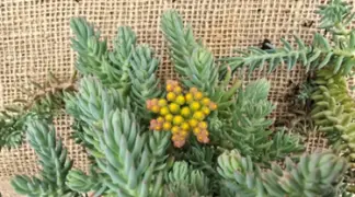 Sedum reflexumi | Tripmadam Bio-Pflanze