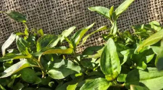 Polygonum Odoratum | Vietnamesischer Koriander  Bio-Pflanze