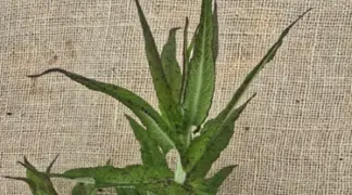 Eupatorium perfoliatum | Wasser-Hanf Bio-Pflanze