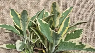 Salvia officinalis 'Creme de la Creme' | Weißrand-Gewürz-Salbei Bio-Pflanze
