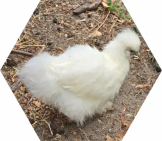 Tier-Patenschaft für Huhn: Wölkchen