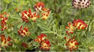Anthyllis vulneraria ssp. Coccinea | Wundklee Bio-Pflanze