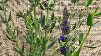 Hyssopus officinalis | Ysop Bio-Pflanze