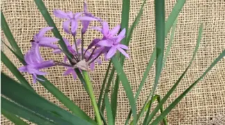 Tulbaghia violacea | Zimmer-Knoblauch Bio-Pflanze