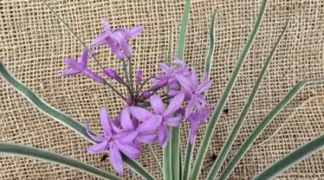 Tulbaghia violacea Variegata | Zimmer-Knoblauch panaschiert Bio-Pflanze
