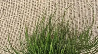 Equisetum arvense | Acker-Schachtelhalm Bio-Pflanze