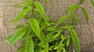 Lippia citriodora | Zitronen-Verbene Bio-Pflanze