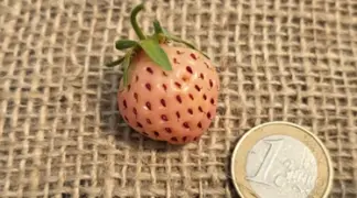 Fragaria × ananassa 'Pineberry' | Ananas Erdbeere (Früh) Bio-Pflanze
