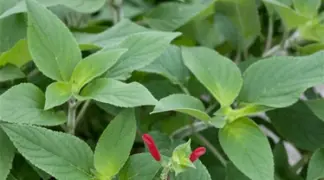 Salvia rutilans 'Pineapple Scarlet' | Ananas-Salbei Bio-Pflanze