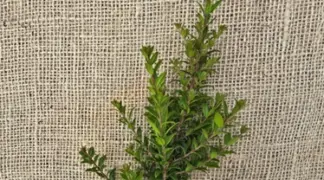 Myrteola nummularia | Argentinische Myrte Bio-Pflanze