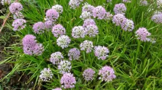 Allium senescens ssp. 'Montanum' | Ausdauernder Berglauch Bio-Pflanze