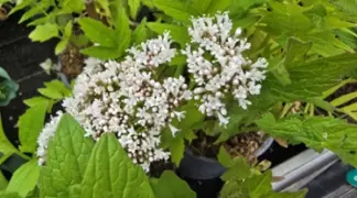 Valeriana officinalis | Baldrian Bio-Pflanze