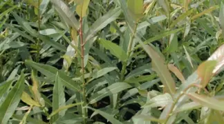 Hippophae rhamnoides 'Tamro' | Sanddorn 'Tamro' (männlich) Bio-Pflanze