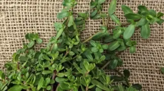 Bacopa monnieri | Brahmi Bio-Pflanze