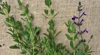 Salvia jamensis | Coahuila Salbei Bio-Pflanze