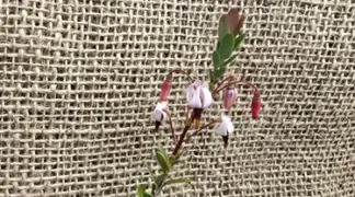 Vaccinium macrocarpon | Großfrüchtige Moosbeere Bio-Pflanze