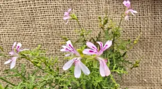 Pelargonium denticulatum | Balsam-Duft Pelargonie Bio-Pflanze