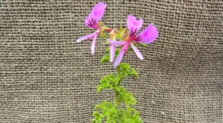 Pelargonium crispum minor | Zitronen-Duft Pelargonie Bio-Pflanze