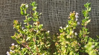 Thymus vulgaris | Thymian Bio-Pflanze