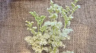 Filipendula ulmaria | Mädesüß Bio-Pflanze