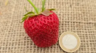 Fragaria vesca 'Osterfee' | Osterfee Erbeere (Früh) Bio-Pflanze
