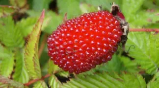Rubus illecebrosus | Erdbeer-Himbeere Bio-Pflanze
