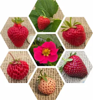 Erdbeeren