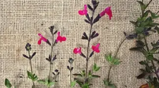 Salvia dorisiana | Frucht-Salbei Bio-Pflanze