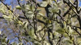 Salix daphnoides 'Praecox' | Frühblühende Reifweide Bio-Pflanze