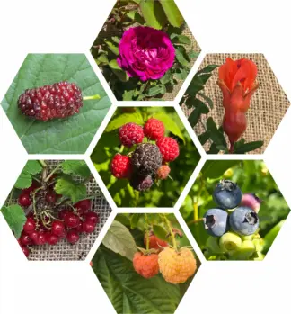 Gehölze und Beeren