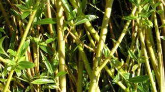 Salix triandra 'Yellow Villaine' | Gelbe Mandel-Weide Bio-Pflanze