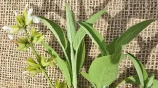 Salvia officinalis 'Albiflorus' | Gewürz-Salbei Bio-Pflanze