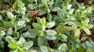 Teucrium x lucidrys | Glänzender Gamander Bio-Pflanze