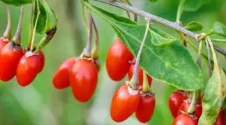 Lycium barbarum | Goji-Beere Bio-Pflanze
