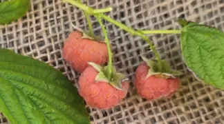 Rubus idaeus 'Goldmarie' | Gelbe Himbeere 'Goldmarie' Bio-Pflanze